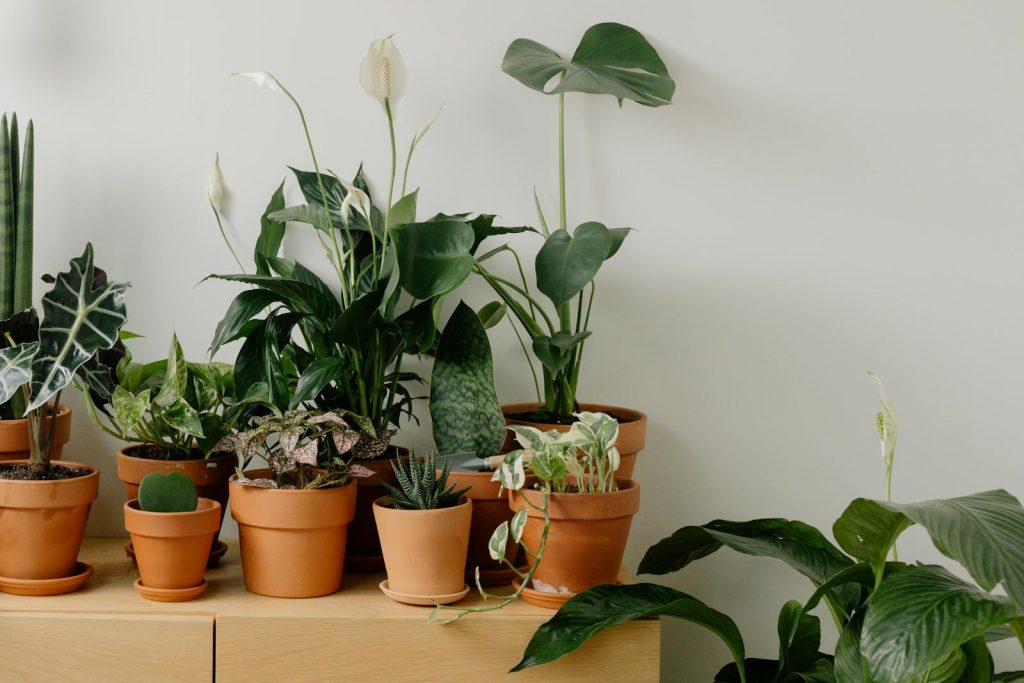 Plants in Clay Pots